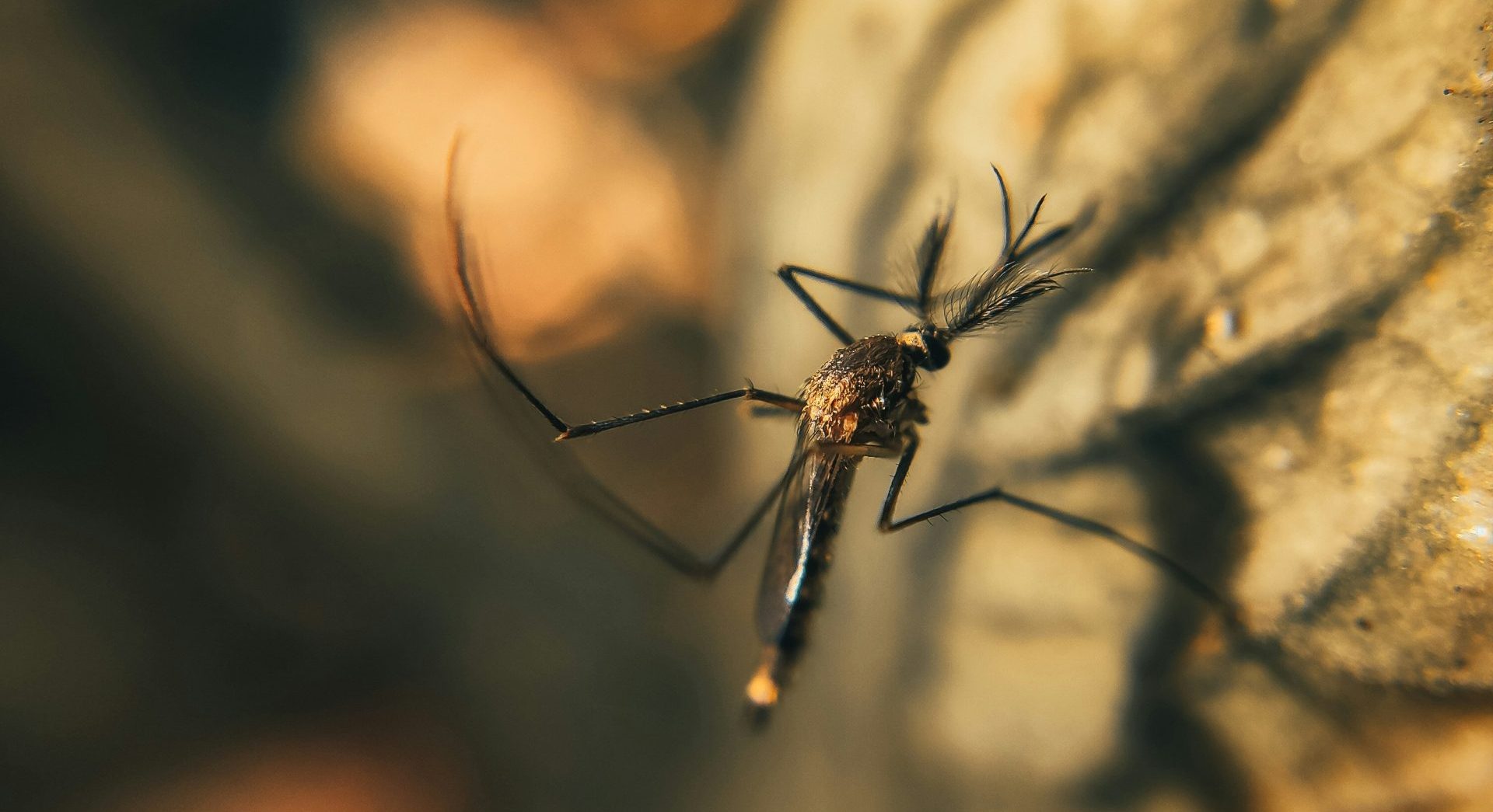 Moustiques en Guadeloupe, astuces naturelles pour passer des vacances tranquilles